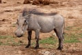 An adult warthog in Addo Safari Park