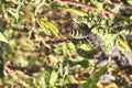 An adult wasp spider Argiope bruennichi with yellow and black stripes on its abdomen hangs on a web. Royalty Free Stock Photo