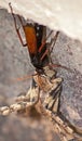 Spider eating wasp, Pompilidae Sp. with it`s Rain Spider  Palystes superciliosus prey 1 Royalty Free Stock Photo