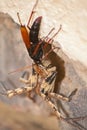 Spider eating wasp, Pompilidae Sp. with it`s Rain Spider  Palystes superciliosus prey 2 Royalty Free Stock Photo