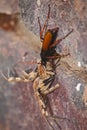 Spider eating wasp, Pompilidae Sp. with it`s Rain Spider Palystes superciliosus prey 13060