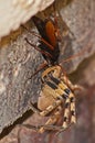 Spider eating wasp, Pompilidae Sp. with it`s Rain Spider  Palystes superciliosus prey 5 Royalty Free Stock Photo