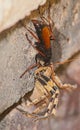 Spider eating wasp, Pompilidae Sp. with its Rain Spider  Palystes superciliosus prey 13063 Royalty Free Stock Photo