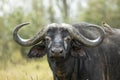 Adult water buffalo close up on head looking straight into camera in Masai Mara Kenya Royalty Free Stock Photo