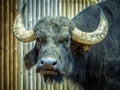 Adult water buffalo Royalty Free Stock Photo