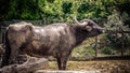 Adult water buffalo Royalty Free Stock Photo