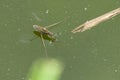 Adult water strider Aquarius remigis in a garden pond Royalty Free Stock Photo