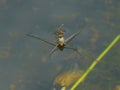 Adult water strider Aquarius remigis in a garden pond
