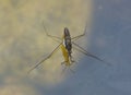 Adult water strider Aquarius remigis in a garden pond