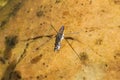 Adult water strider Aquarius remigis in a garden pond Royalty Free Stock Photo