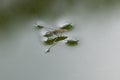 Adult water strider Aquarius remigis in a garden pond