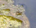 Adult water strider Aquarius remigis in a garden pond Royalty Free Stock Photo