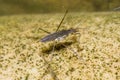 Adult water strider Aquarius remigis in a garden pond Royalty Free Stock Photo