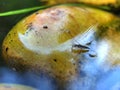 Adult water strider Aquarius remigis in a garden pond Royalty Free Stock Photo