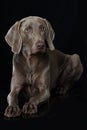 Adult weimaraner dog lying on black background