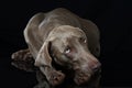 Adult weimaraner dog lying on black background