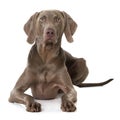 Adult weimaraner dog lying on white background