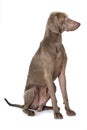 Adult weimaraner dog sitting on white background