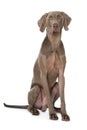 Adult weimaraner dog sitting on white background