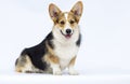 Adult welsh corgi breed dog sitting full growth