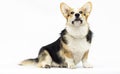 adult welsh corgi breed dog sitting in full growthd Royalty Free Stock Photo