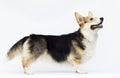 adult welsh corgi breed dog stands in full growth