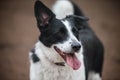 Adult welsh corgi cardigan posing. Oldness and health