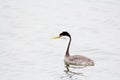 Adult western Grebe in August