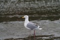 Western gull resting at seaside