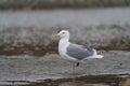 Western gull resting at seaside