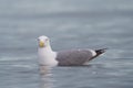 Western gull resting at seaside