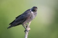 An adult western jackdaw (Coloeus monedula)