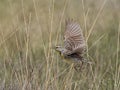 Adult Western Meadowlark