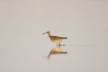 Adult whimbrel walking in clear water Royalty Free Stock Photo