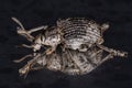 Adult White Broad-nosed Weevil Beetle