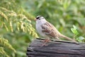 Adult White-crowned Sparrow