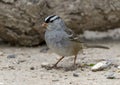 Adult white-crowned sparrow on the ground in the La Lomita Bird and WildlifePhotography Ranch in Texas. Royalty Free Stock Photo