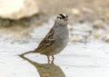 Adult white-crowned sparrow in a pool at the La Lomita Bird and Wildlife Photography Ranch in Texas. Royalty Free Stock Photo