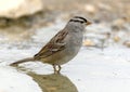 Adult white-crowned sparrow in a pool at the La Lomita Bird and Wildlife Photography Ranch in Texas. Royalty Free Stock Photo