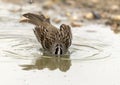 Adult white-crowned sparrow in a pool at the La Lomita Bird and Wildlife Photography Ranch in Texas. Royalty Free Stock Photo