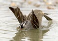 Adult white-crowned sparrow in a pool at the La Lomita Bird and Wildlife Photography Ranch in Texas. Royalty Free Stock Photo