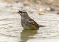 Adult white-crowned sparrow in a pool at the La Lomita Bird and Wildlife Photography Ranch in Texas. Royalty Free Stock Photo