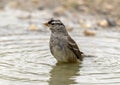 Adult white-crowned sparrow in a pool at the La Lomita Bird and Wildlife Photography Ranch in Texas. Royalty Free Stock Photo