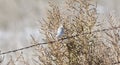 Adult White-crowned Sparrow Zonotrichia leucophrys Perched on Barbed Wire Royalty Free Stock Photo