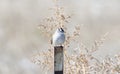 Adult White-crowned Sparrow Zonotrichia leucophrys Perched on Iron Post Royalty Free Stock Photo