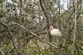 Adult White Ibis perched on tree branch in the Florida Everglades Royalty Free Stock Photo