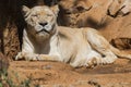 Adult white lion female portrait panthera leo Royalty Free Stock Photo