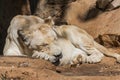 Adult white lion female portrait panthera leo Royalty Free Stock Photo