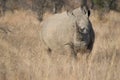 Adult White Rhino displaying horn standing amongst winter grasses Royalty Free Stock Photo