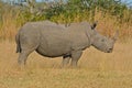 Adult White Rhinoceros Royalty Free Stock Photo